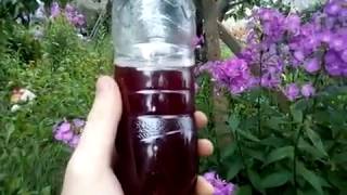 осветление сливового вина хитозаном ч2