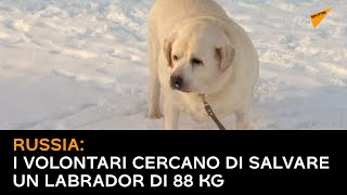 Russia: i volontari cercano di salvare un Labrador di 88 kg