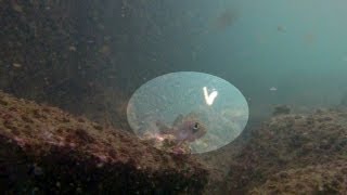 ワームを追うメバルを水中で見た