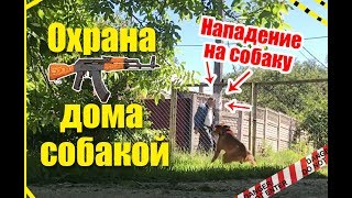 Охрана дома собакой: боксер - нападение на собаку во время охраны территории