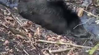 ОХОТА НА КАБАНОВ..HUNTING FOR BOARS..