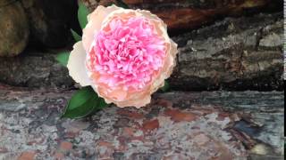 Ксения Литвин: пион из фоамирана/Ksenia Litvin: pionies