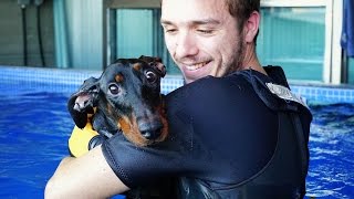 Nancy, a paralyzed Dobermann receives hydrotherapy