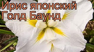Ирис японский Голд Баунд (iris) ? ирис Голд Баунд обзор: как сажать рассада ириса Голд Баунд