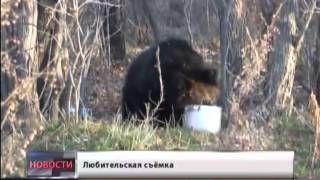 Прикормленные хищники
