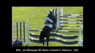 Springpaarden uit de Fanita stam