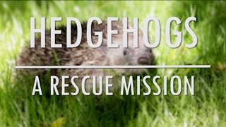 Hedgehogs - a rescue mission | Bristol Nature Channel