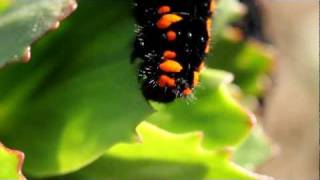 Mountain Apollo Caterpillar Larva Feeding (Parnassius apollo)