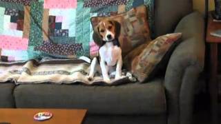 Beagle Puppy Howl
