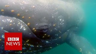 Whale's eye view: Footage reveals hidden whale world - BBC News