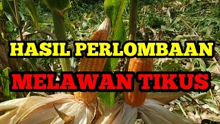 CORN HARVEST / PANEN JAGUNG. HASIL DARI LAHAN YANG KECIL. BERSYUKUR BISA PANEN.
