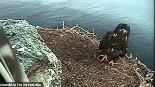 West End / 10.13.2013, at 6:51 Am / Bella / K- 28 visit the nest, she flew off at 6:55 Am.