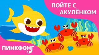 Плавал в море Акулёнок | Пойте с Акулёнком | Пинкфонг Песни для Детей