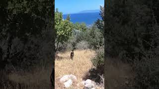 WILD GOAT 2 funny animal #shorts