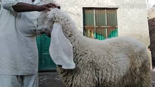 Kajli Sheep ? With Four Beautifull Kids.. Must Watch this video ?...