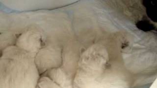Kittens visited by their dad