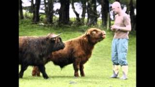 Мини коровы (Декстеры). Mini cows (Dexter)
