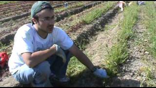 Organic Farm Alternative Break with the Jewish Farm School