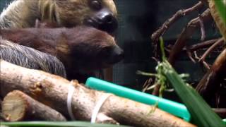 Zookeepers Hand-feeding Baby Sloth and Mother
