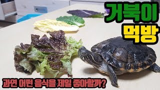 [거북이 먹방] 거북이는 과연 어떤것을 제일 잘 먹을까요? feed for turtle