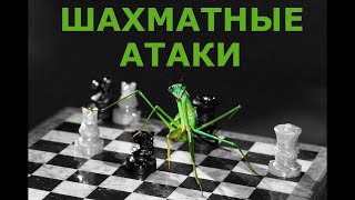 Шахматные атаки № 5 Шахматная тактика Разрушающие жертвы Шахматы !!!