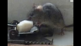 МЫШЬ красиво попала в мышеловку. lustige Maus. funny mouse. komik fare