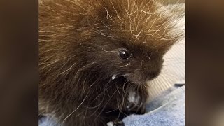 Woman takes in baby porcupine whose mother died in car accident