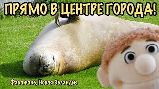 Слон в отпуске - Факатане, Новая Зеландия