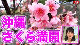 【桜満開】沖縄・那覇でヒカンザクラが満開に　全国で一番乗り　2023年1月30日