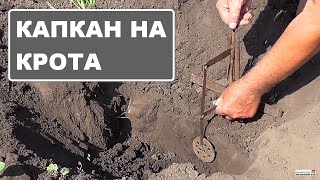 Як ставити капкан на кротів чи сліпців. Корисні поради