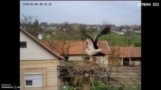 Nagyiván, Hungary, 9.04.2016, 16:24'  Two storks.