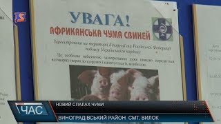 Мор свиней