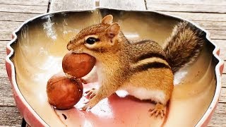 처음 본 크고 딱딱한 아보카도 씨를 다루는 다람쥐들 First Time Response To Big Hard Avocado Pit By Chipmunk