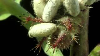 Braconidae : Cotesia sibyllarum parasite Limenitis reducta