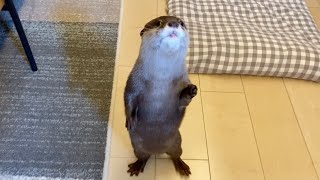 上を向いて歩き続けるカワウソが違う生き物みたいで可愛い An otter that keeps walking upwards
