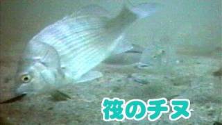 筏のチヌの水中映像【音なし】