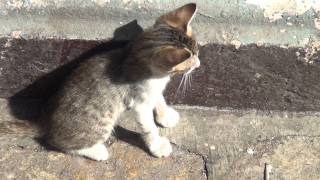 Sony Handycam HDR PJ50E Test Video Cats2