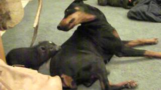 Teacup pig lands backflip over dog!!