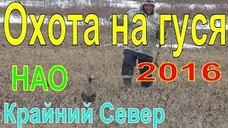 ОХОТА НА ГУСЯ. Весна 2016