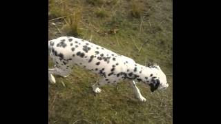Minha Dalmata ( Layla ) 7 meses