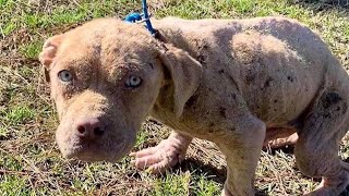 See neglected dog's amazing transformation after adoption