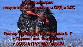 Дрессировка на поселке Котовского г. Одесса ОКД и ЗКС г. т. 0505101797; 0971468474
