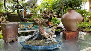 SH.407.Gặp gỡ giao lưu cây cảnh nghệ thuật CLB SVC Phủ Quảng. Ba Vì. 30/9/2017