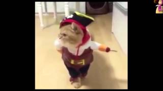 Кот Джек Воробей,Ivory Jack Sparrow.