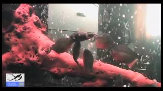 Что Будет Если к Пираньям Кинуть Ротона. Piranhas kill and eat Perccottus glenii