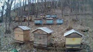 Моя пасека