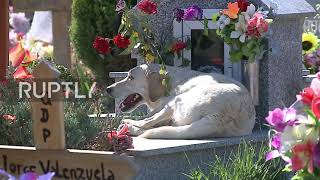 Eternal loyalty - Faithful dog keeps owner company in Argentine cemetery