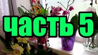 Орхидеи в воде спустя 5 месяца. Часть 5 \ Orchids in water after 5 months.