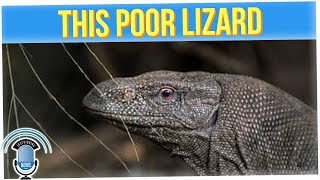 This Lizard Really Went Thru Some Stuff...
