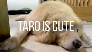 Taro the Golden Sammy - Undeniably cute